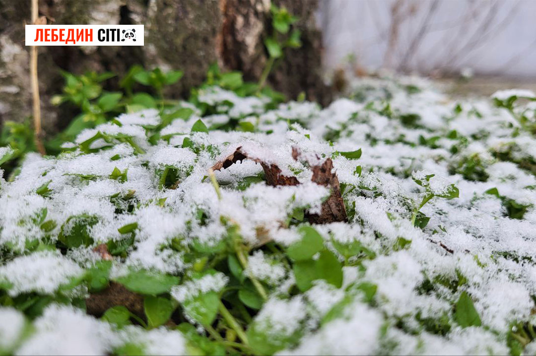 Погода на Сумщині 25 січня: сніг, дощ та туман вночі, вдень – без опадів