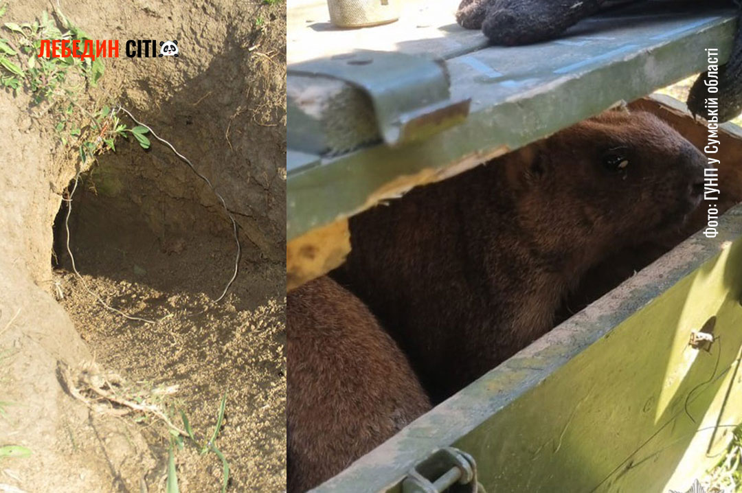 На Сумщині викрили мисливців на червонокнижних бабаків