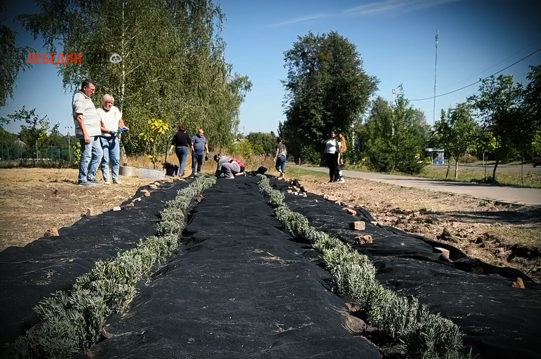 “Алея надії”: У Лебедині висадили лаванди