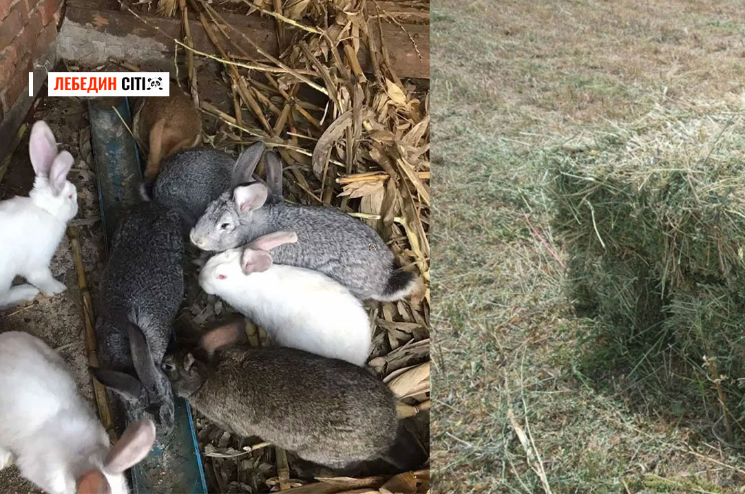 Оголошення Лебединщини за 23 лютого