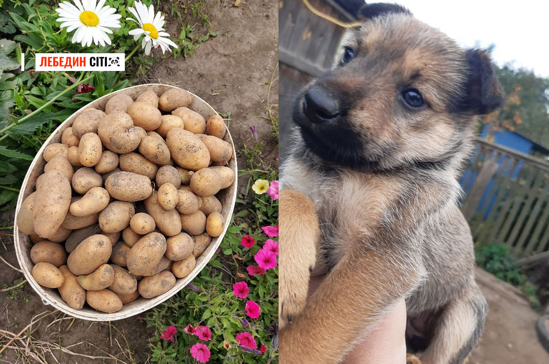 Оголошення Лебединщини за 9 жовтня